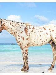 Zanzibar Horse Club