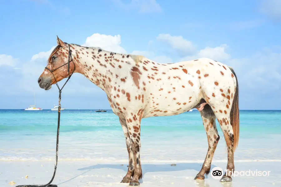 Zanzibar Horse Club