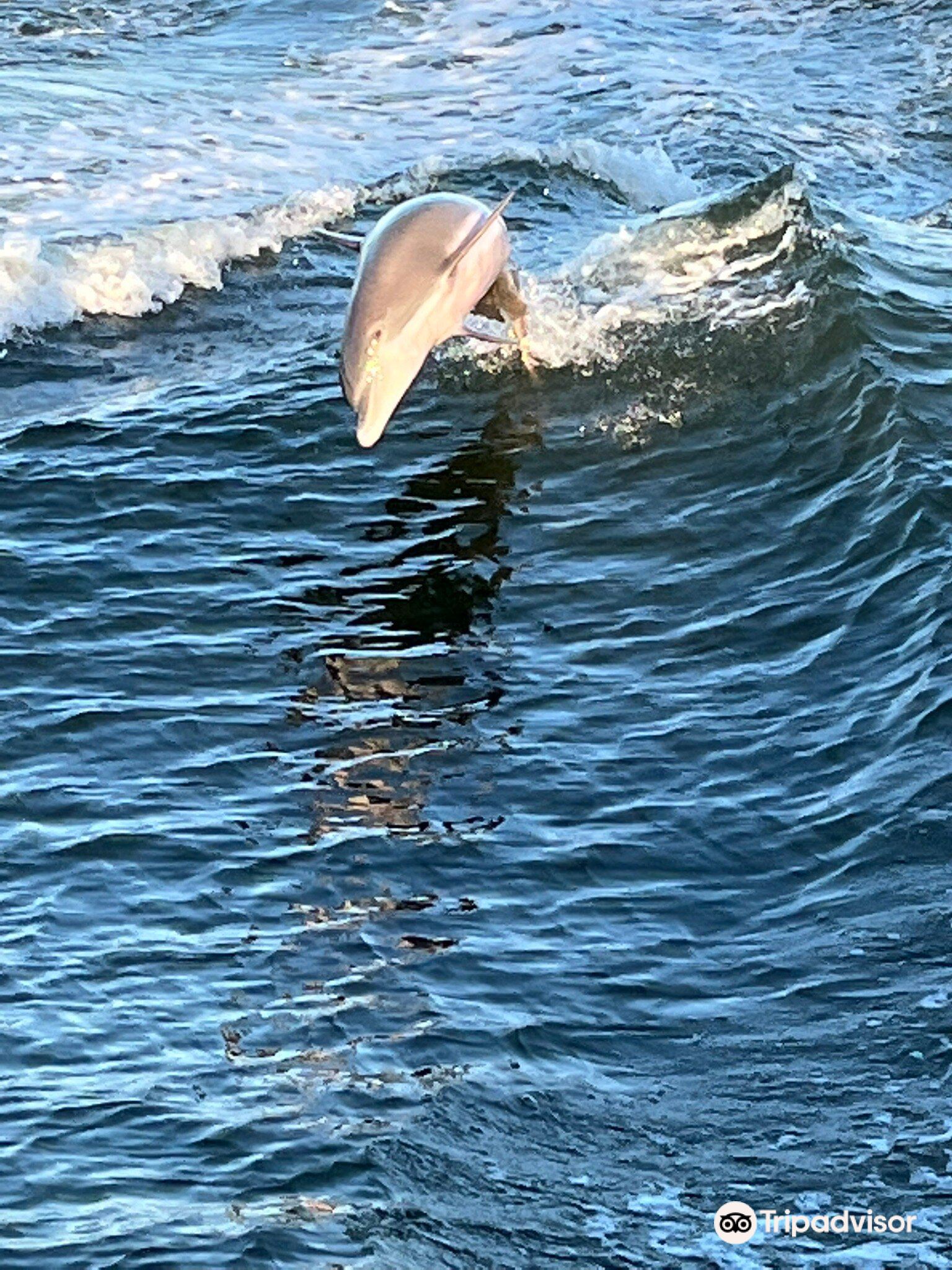 Surf s Up Dolphin Cruises Photos Map Reviews 2024 Trip