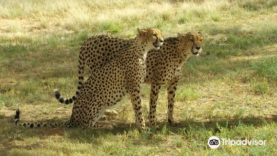 Zanchieta Wildlife Rescue