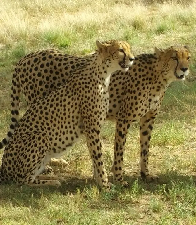 Mangaung