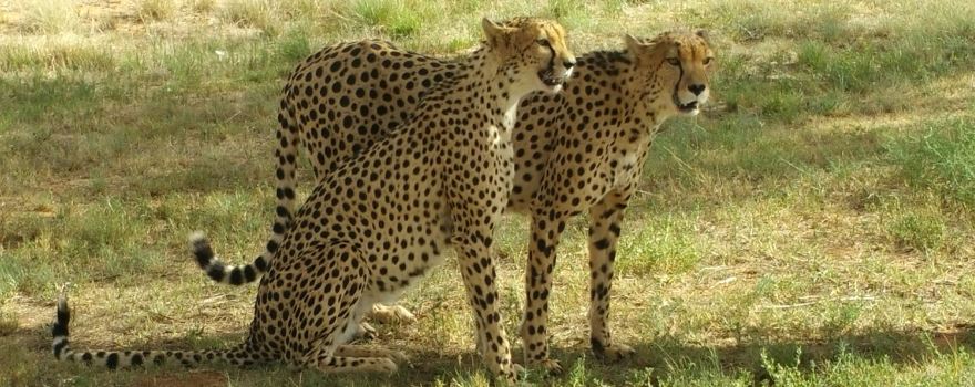 Zanchieta Wildlife Rescue