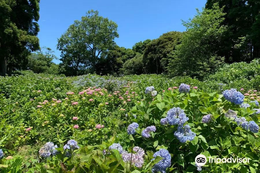 千葉市 昭和の森