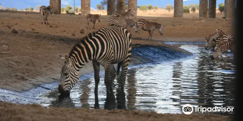 Steve and Richard safari's