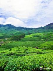 Tea Gardens