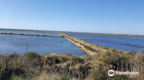 Saline di Tarquinia