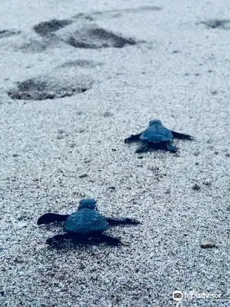 Bali Sea Turtle Society