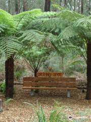 Lyrebird Forest Walk