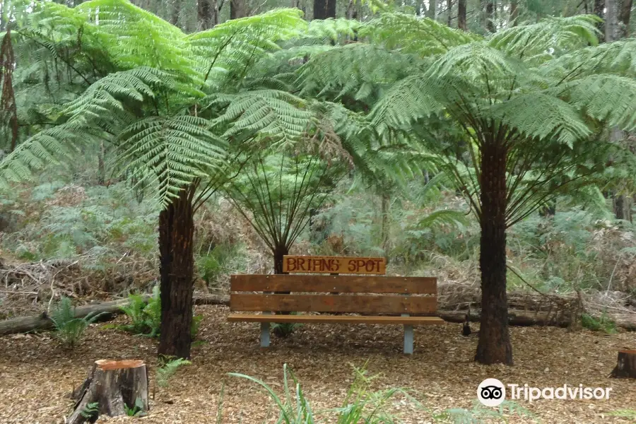 Lyrebird Forest Walk