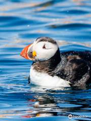 Acadia Puffin Cruise