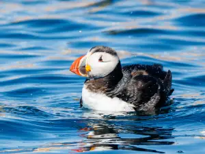 Acadia Puffin Cruise