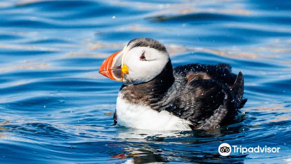 Acadia Puffin Cruise
