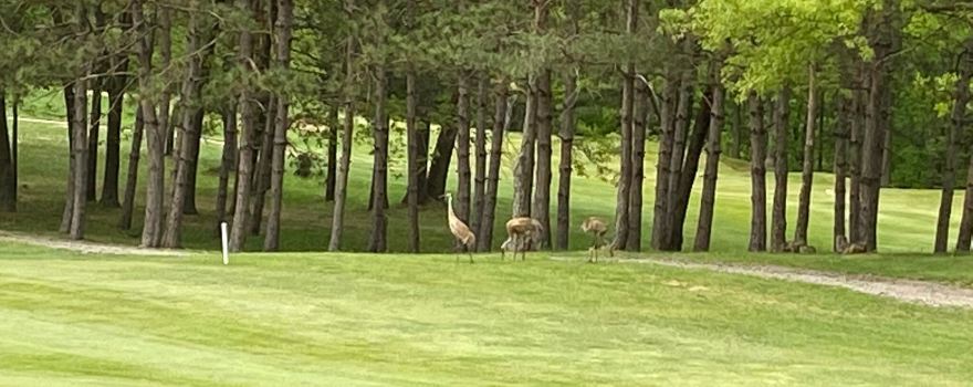 The Links at Bowen Lake Golf Course and Restaurant