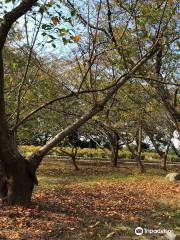 Maizuru Park Peony Garden
