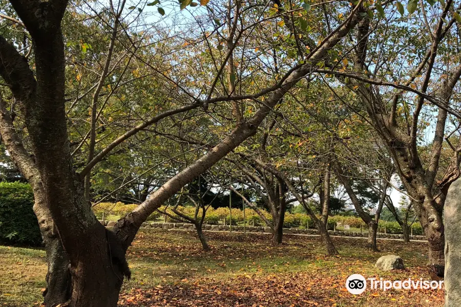 舞鶴公園 牡丹芍薬園