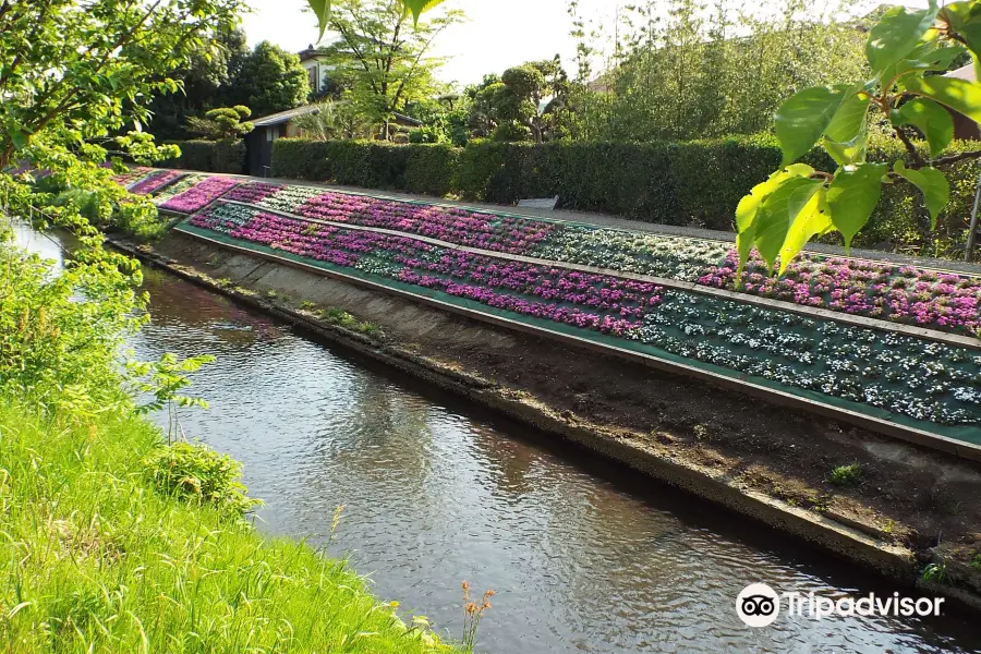 Moss Phlox of Shibuta Riverbank