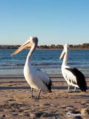 Kalbarri Pelican Feeding