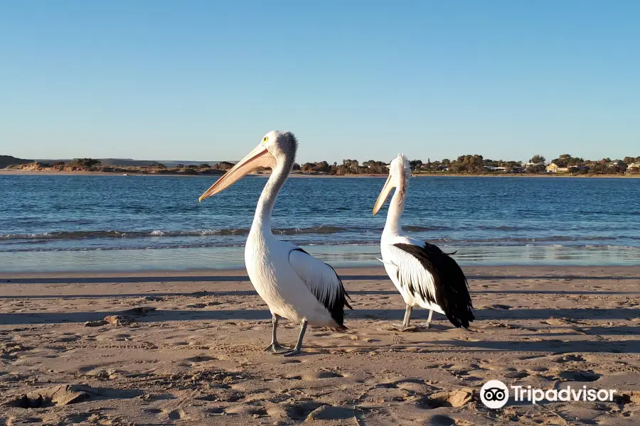 Pelican Feeding Point Kalbarri