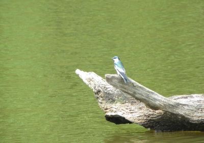 Tambopata River