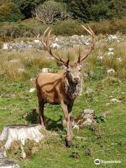 Bainloch Deer Park