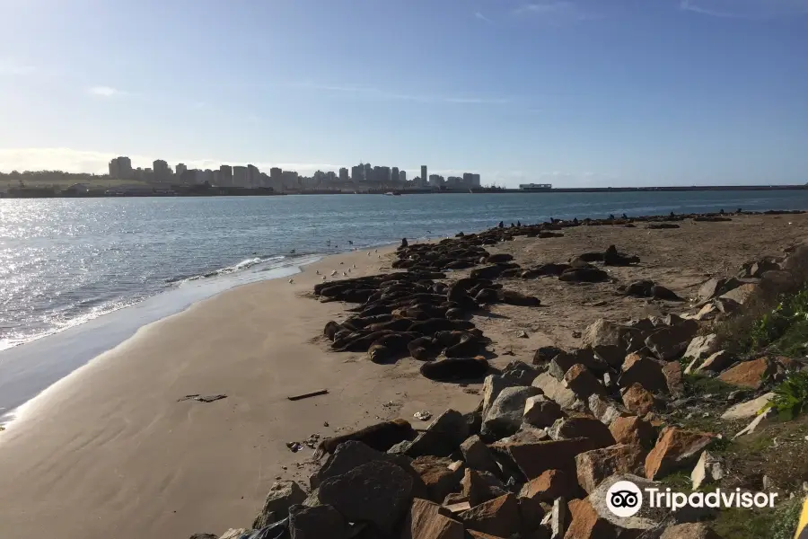 Reserva de Lobos Marinos