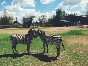 泰國北碧桂河橋野生動物園