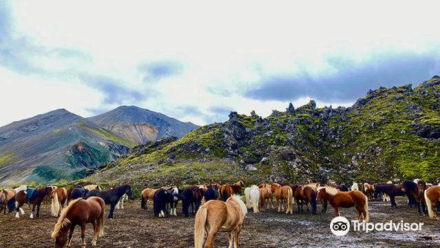 Núpshestar - Riding Tours Iceland