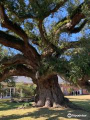 Imperial Calcasieu Museum