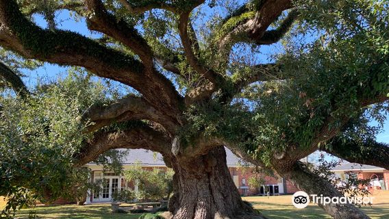 Imperial Calcasieu Museum