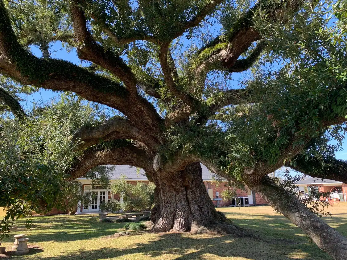 Hotels near Imperial Calcasieu Museum