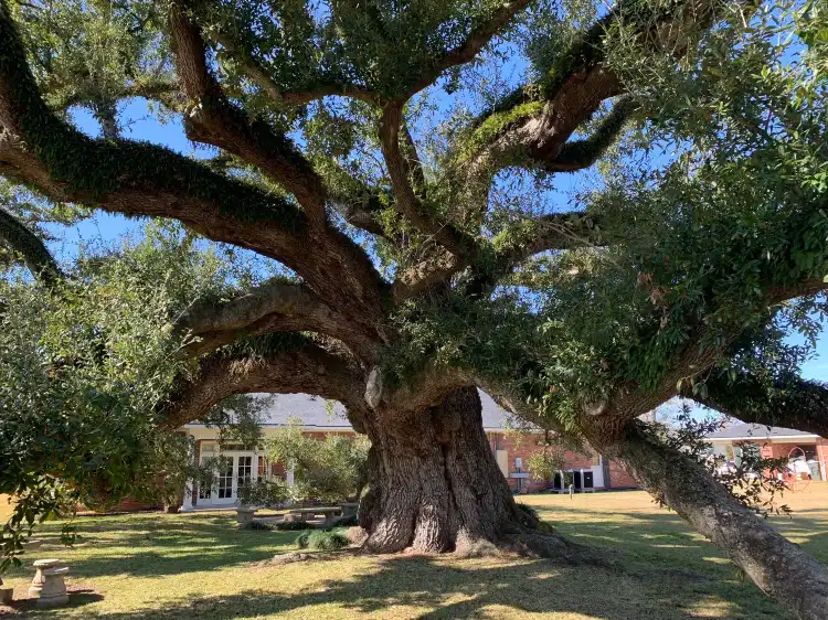 Hotels near Imperial Calcasieu Museum