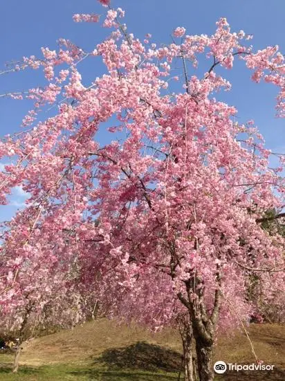 悠久山公園