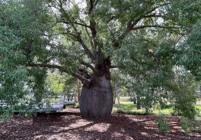 Roma's Largest Bottle Tree