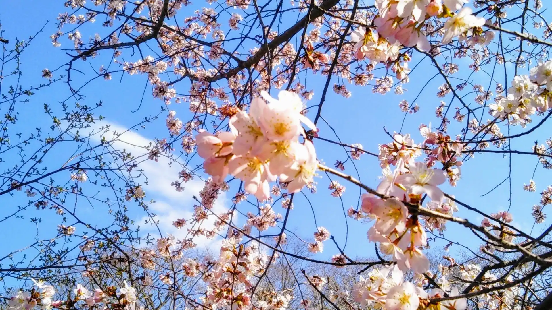 Hotels near Chitose Aoba Park