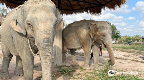 Pattaya Elephant Sanctuary