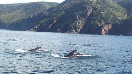 Whale Cruisers
