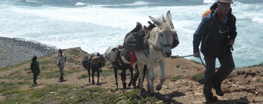 Burros & Artes