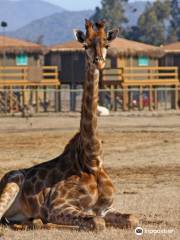 Chile Safari Park