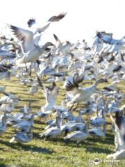 Fir Island Snow Goose Reserve