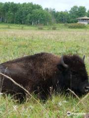 Lake Audy Bison Enclosure