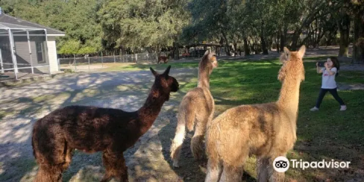 Funny Farm Alpacas