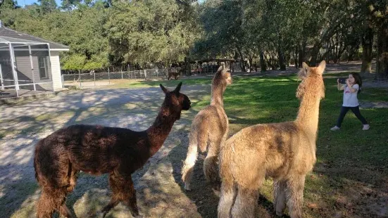 Funny Farm Alpacas