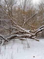 Cedarvale Park