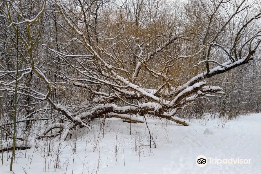 Cedarvale Park