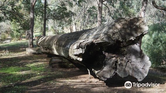 Centenary Log
