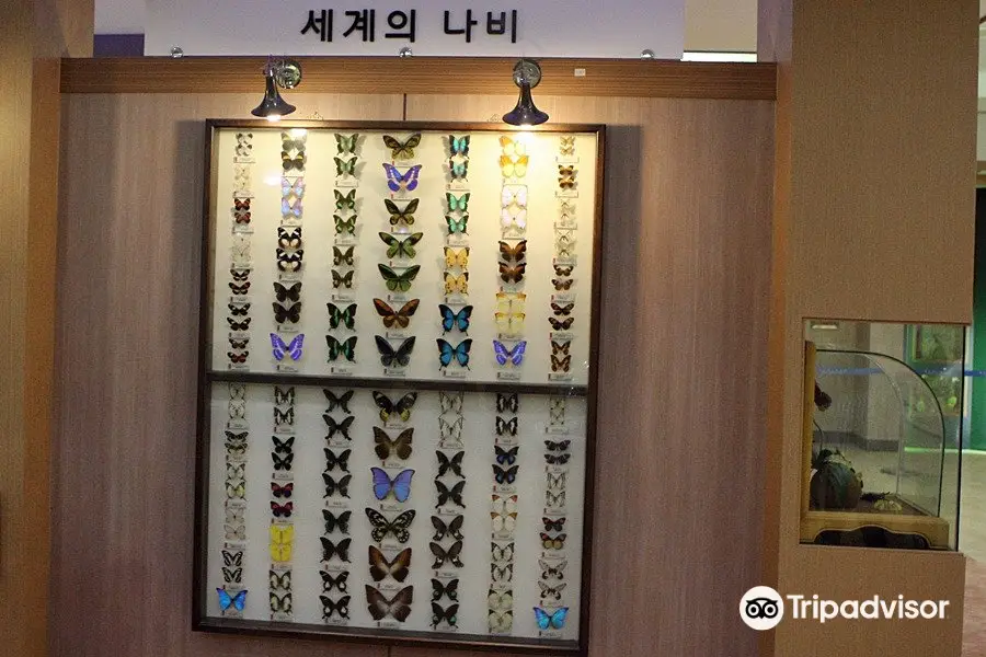 Hampyeong Expo Park - Butterfly Insect Specimen Exhibition hall