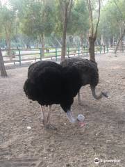 BandarAbbas Bird Garden