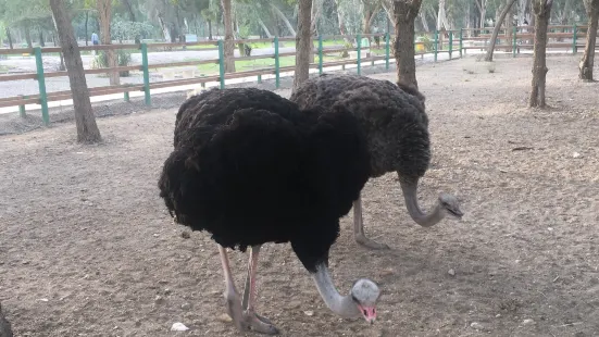 BandarAbbas Bird Garden