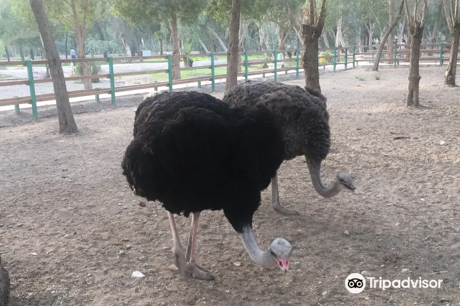 BandarAbbas Bird Garden