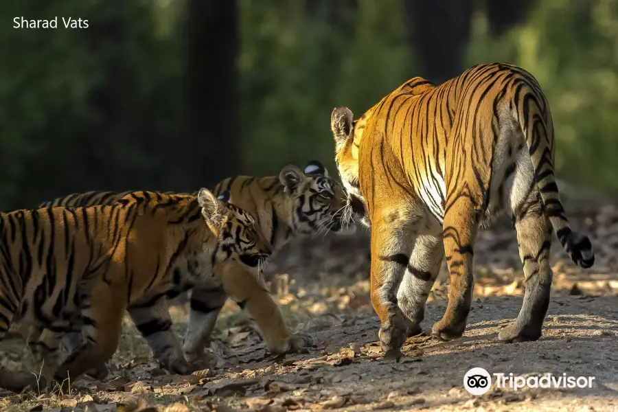 Tiger Safari India